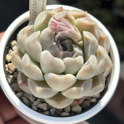 ☆淡雪 多肉植物 自家栽培 国産 多肉植物 美✴︎taniku（セール開催中