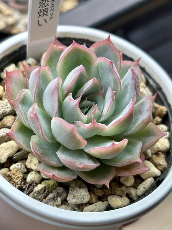 レア品種！【現品】 ☆恋煩い 多肉植物 自家繁殖 国産 多肉植物 美
