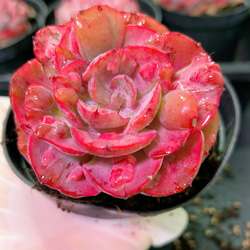 お買い得 早い者勝ち 2026 超豪華 12品種 多肉植物福袋 多肉植物 愛