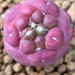 SALE❣️塊根 ユーフォルビア 薔薇大戟 3cm 1株 多肉植物 愛多肉-(AI