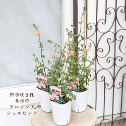 常緑苗木 アカシア テレサ 5号 花木 庭 玄関 庭木 植木 鉢植え アート