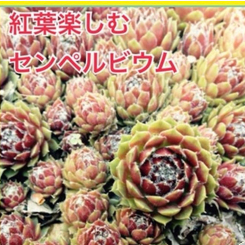 植え時 期間限定セール【送料無料】10苗 センペルビウム 多肉植物 暑さ