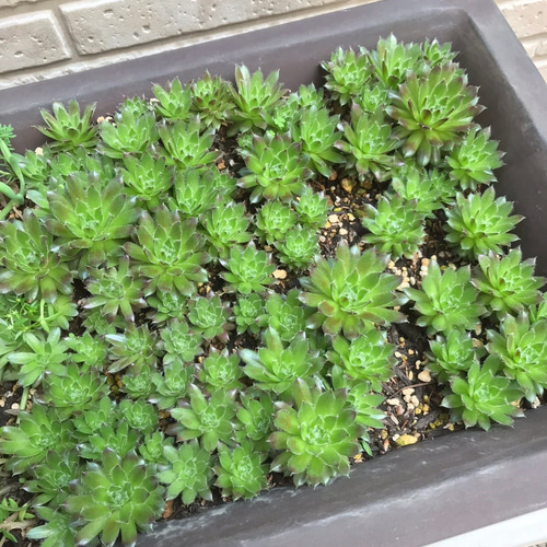 植え時 期間限定セール【送料無料】10苗 センペルビウム 多肉植物 暑さ