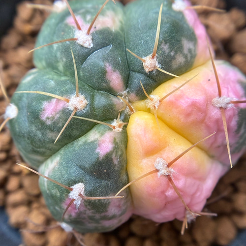 新入荷 多肉植物 サボテン 海王丸錦 抜き苗 3cm 以上 1株 多肉植物 愛