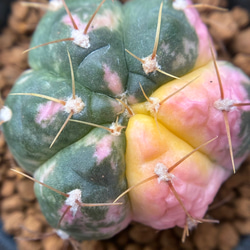 SALE❣️塊根 ユーフォルビア 薔薇大戟 3cm 1株 多肉植物 愛多肉-(AI
