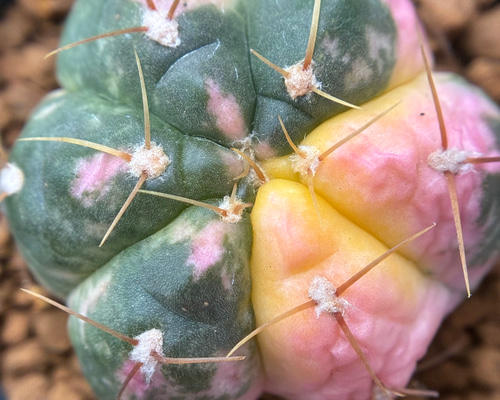 新入荷 多肉植物 サボテン 海王丸錦 抜き苗 3cm 以上 1株 多肉植物 愛