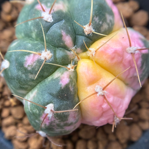 新入荷 多肉植物 サボテン 海王丸錦 抜き苗 3cm 以上 1株 多肉植物 愛