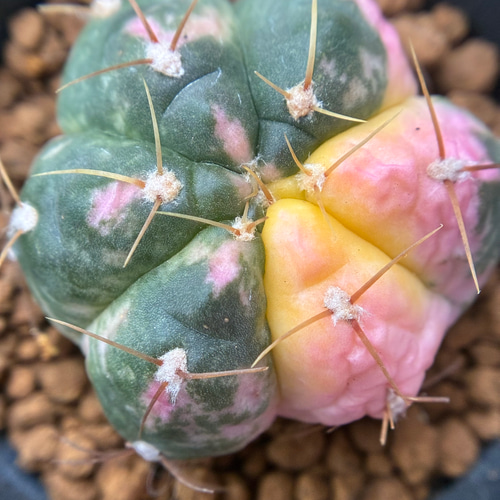新入荷 多肉植物 サボテン 海王丸錦 抜き苗 3cm 以上 1株 多肉植物 愛