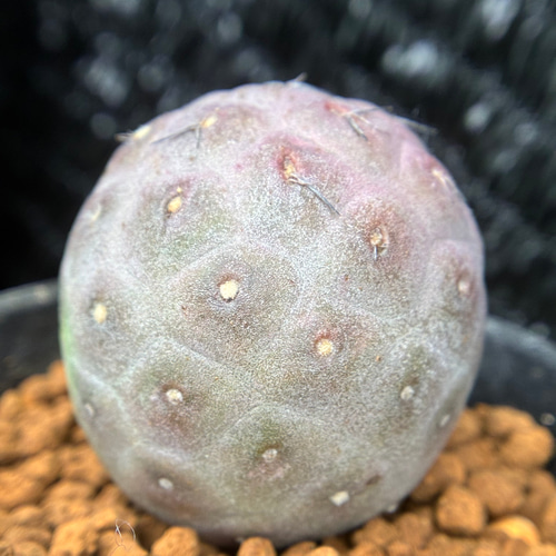 多肉植物 サボテン テフロカクタス ゲオメトリクス 3cm以上 発根管理中