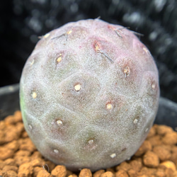 多肉植物 サボテン テフロカクタス ゲオメトリクス 3cm以上 発根管理中