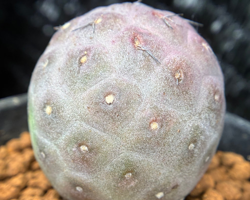 【Collection株】テフロカクタス ゲオメトリクス 実生株 サボテン 多肉植物 サボテン テフロカクタス ゲオメトリクス 3cm以上 発根管理中