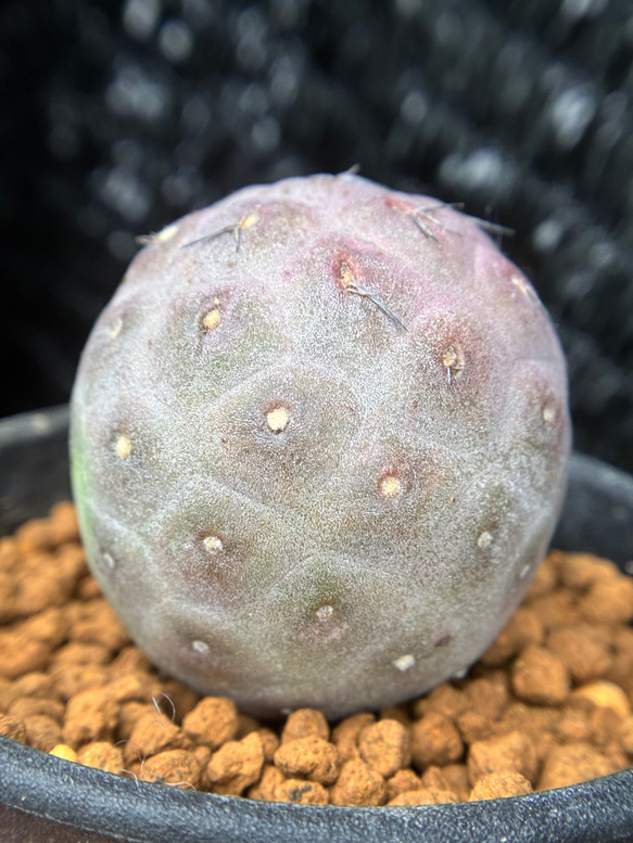多肉植物 サボテン テフロカクタス ゲオメトリクス 3cm以上 発根管理中