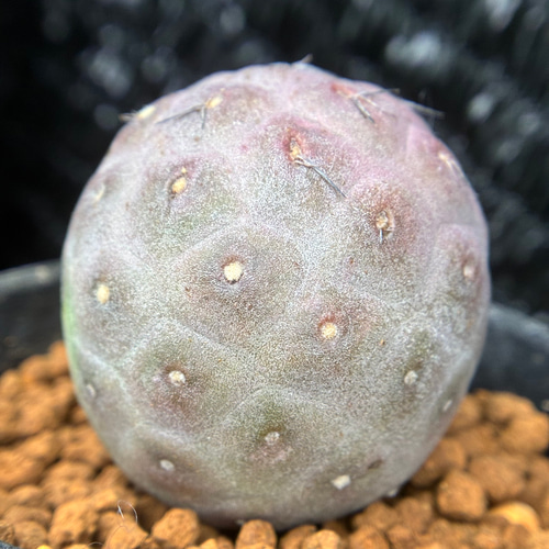 多肉植物 サボテン テフロカクタス ゲオメトリクス 3cm以上 発根管理中