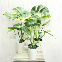 株立ち 大株 ユーカリ ポポラス 7号 その他インテリア雑貨 PLANTS