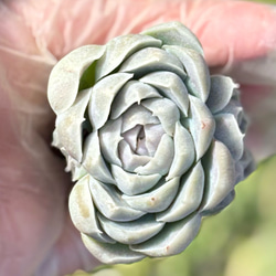 ホワイトスワン 2苗セット エケベリア 2号 多肉植物 多肉植物 プクニク