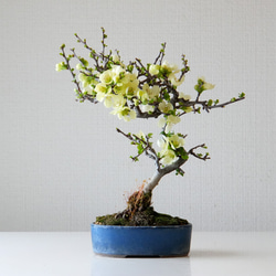 枝垂れ桜盆栽～荷月堂コラボ～＊陶板プレゼント＊ 盆栽 石井盆栽 通販