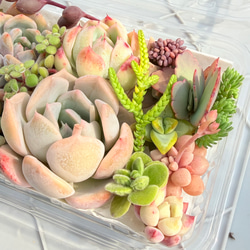 リンダリンダ ぼのぼのさん 多肉植物 多肉植物 kanomarihome 通販