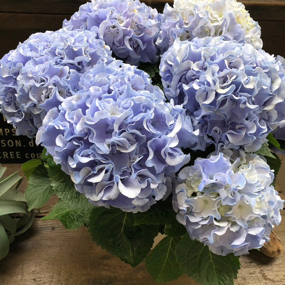 最新品種♡ふるふる♡ブルー♡アジサイ♡紫陽花♡ アートフラワー パリ