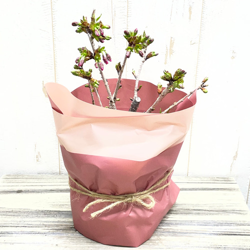 春を届ける桜】御殿場桜 小さな鉢植え｜つぼみから楽しむ優しい春