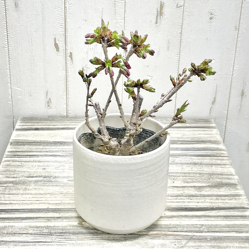 春を届ける桜】御殿場桜 小さな鉢植え｜つぼみから楽しむ優しい春