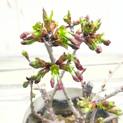 春を届ける桜】御殿場桜 小さな鉢植え｜つぼみから楽しむ優しい春