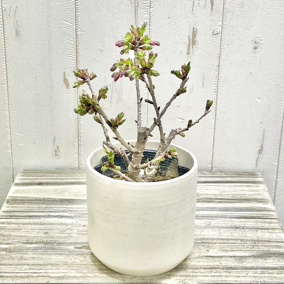 春を届ける桜】御殿場桜 小さな鉢植え｜つぼみから楽しむ優しい春