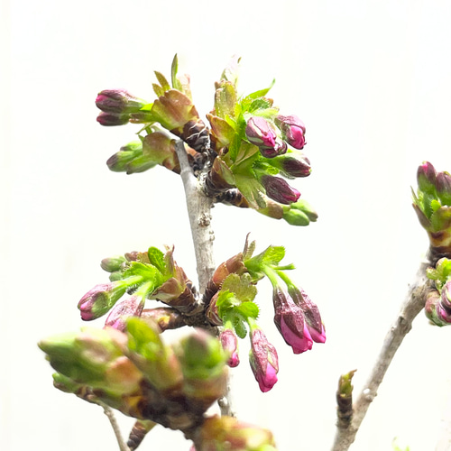 春を届ける桜】御殿場桜 小さな鉢植え｜つぼみから楽しむ優しい春