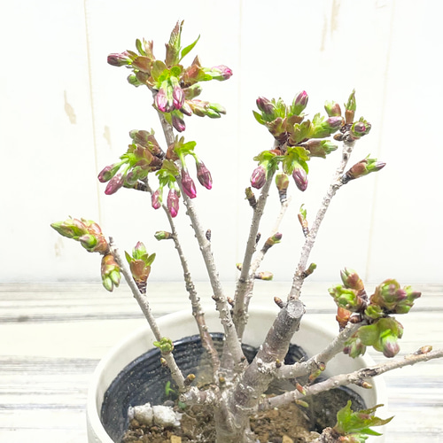 春を届ける桜】御殿場桜 小さな鉢植え｜つぼみから楽しむ優しい春