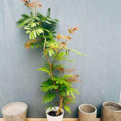 現品］ソテツ 蘇轍 観葉植物 プラコッタ鉢 おしゃれ かわいい