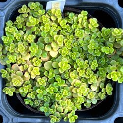 SALE】オリジナルアモエナ 多頭群生 韓国苗 多肉植物 多肉植物