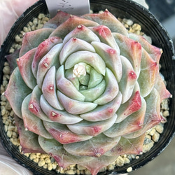 多肉植物 韓国苗 のおすすめ人気通販 検索結果｜Creema(クリーマ
