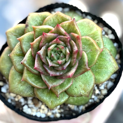 レースポット 寄せ植え 韓国苗 多肉植物 プレゼント 母の日 多肉植物