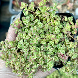 メデューサ錦 アエオニウム 韓国苗 多肉植物 多肉植物 プクニク 通販