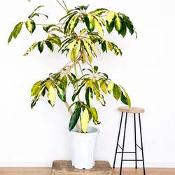 希少》ノンリーフ ストレリチア ユンケア 観葉植物 calm cafe 室内