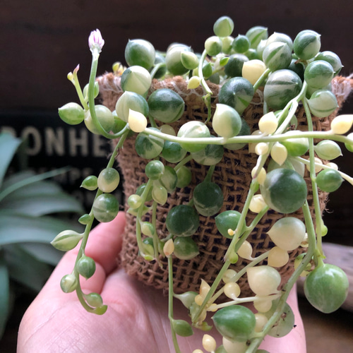 斑入りグリーンネックレス♡マーブル♡多肉植物♡垂れ下がり♡ アート