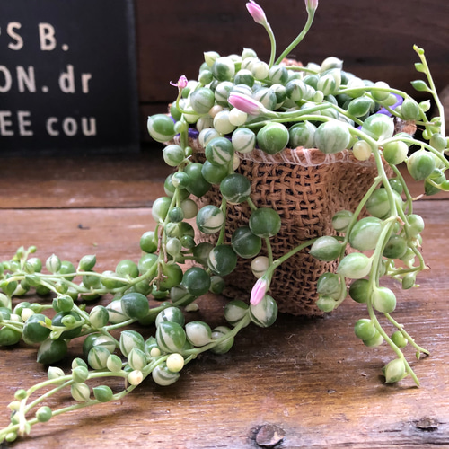 斑入りグリーンネックレス♡マーブル♡多肉植物♡垂れ下がり♡ アート