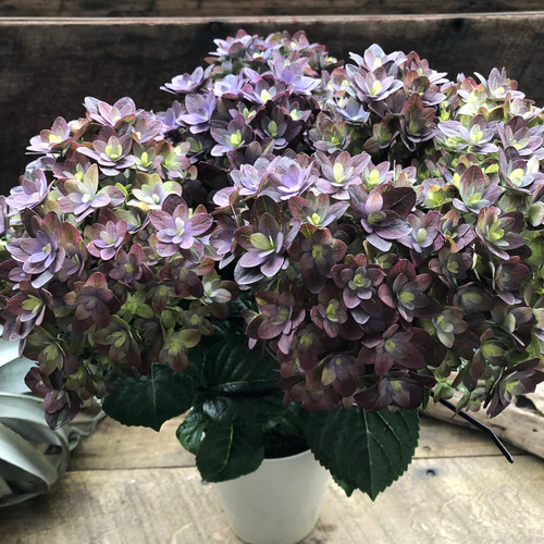 紫紺のゆらぎ♡アジサイ♡パープルグラデーション♡紫陽花 しめ縄