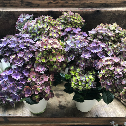 紫紺のゆらぎ♡アジサイ♡パープルグラデーション♡紫陽花 しめ縄