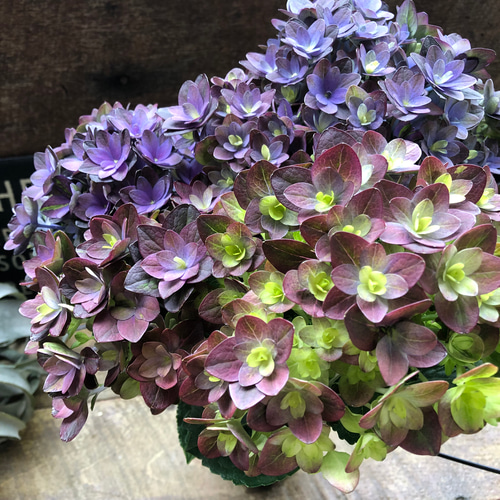 紫紺のゆらぎ♡アジサイ♡パープルグラデーション♡紫陽花 しめ縄