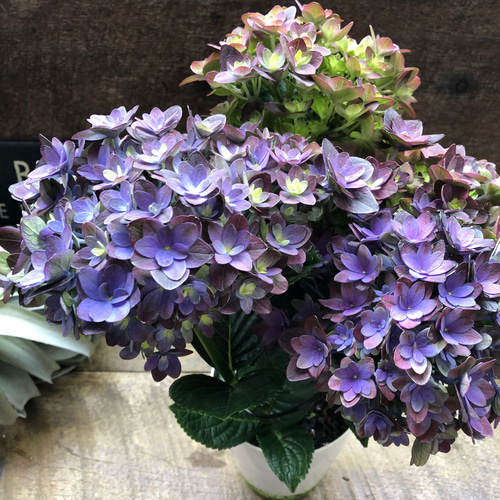 紫紺のゆらぎ♡アジサイ♡パープルグラデーション♡紫陽花 しめ縄