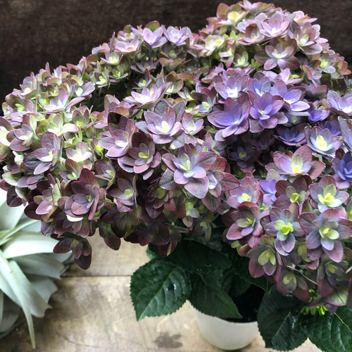 紫紺のゆらぎ♡アジサイ♡パープルグラデーション♡紫陽花 しめ縄