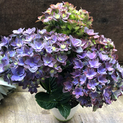 【特選】　アジサイ　5種6鉢 紫陽花　紫紺のゆらぎ　妖精の羽音 紫紺のゆらぎ♡アジサイ♡パープルグラデーション♡紫陽花 しめ縄