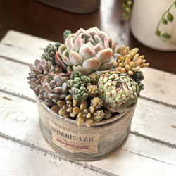 ★このまま飾れる★多肉植物 寄せ植え お洒落なカップ寄せ オーダー承ります 多肉植物寄せ植え そのまま飾れる ちま寄せ花車 多肉
