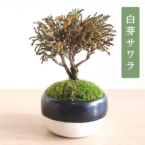 POTOCO 白芽 椹 サワラ 和物 陶器鉢 植物鉢 植物 観葉植物 盆栽 苔