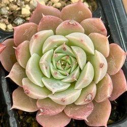 姫だるま秀麗＊多肉植物＊3カット 多肉植物 ＊N＊ 通販 17691754