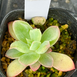 紅葉もりもりセット＊3種類＊多肉植物＊抜き苗かポットごと＊アクレ
