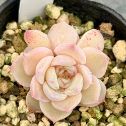 ピンクプリティ＊多肉植物＊抜き苗 多肉植物 ＊N＊ 通販 18316442