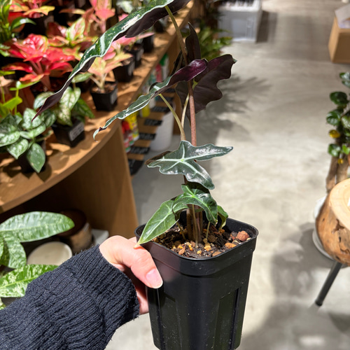 アロカシア ノビリス 葉脈くっきり 観葉植物 その他インテリア雑貨