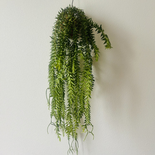 ボリューム満点！希少フペルジアの苔玉ハンギング 多肉植物 モモノキ