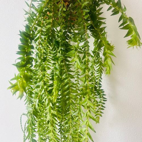 ボリューム満点！希少フペルジアの苔玉ハンギング 多肉植物 モモノキ